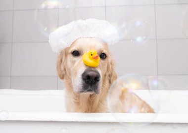 Köpek, sarı bir ördek yavrusu ve sabun köpüğüyle köpük banyosunda oturuyor. Golden Retriever banyo aksesuarlarıyla yıkanır..