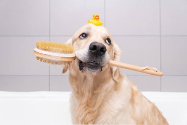 Köpek, sarı bir ördek yavrusu ve sabun köpüğüyle köpük banyosunda oturuyor. Golden Retriever banyo aksesuarlarıyla yıkanır..