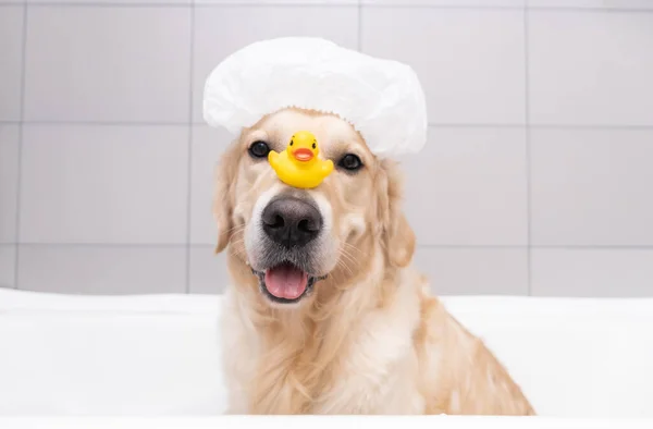 Pies Siedzi Kąpieli Żółtym Kaczątkiem Bańkami Mydlanymi Golden Retriever Kąpie — Zdjęcie stockowe