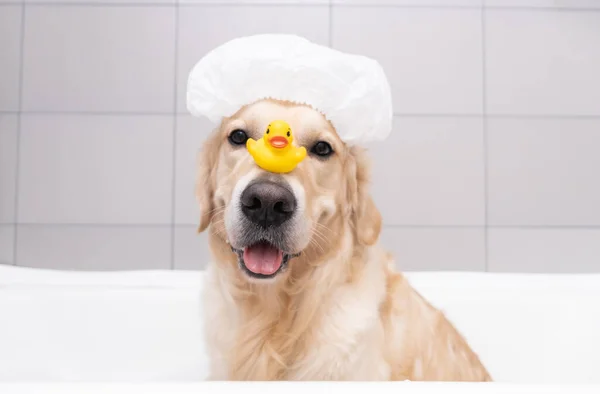 Köpek, sarı bir ördek yavrusu ve sabun köpüğüyle köpük banyosunda oturuyor. Golden Retriever banyo aksesuarlarıyla yıkanır..