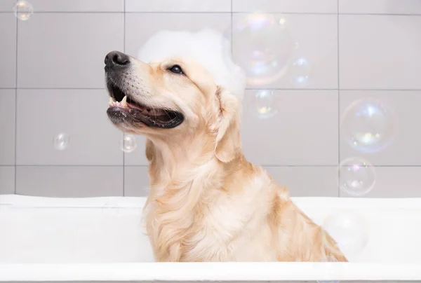 Perro Está Sentado Baño Burbujas Con Patito Amarillo Burbujas Jabón — Foto de Stock