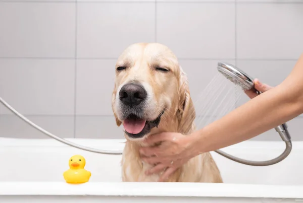Kızın elleri köpük banyosunda köpeği yıkıyor. Bakımcı Golden Retriever 'ını duşla yıkar.