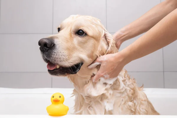 Kızın elleri köpük banyosunda köpeği yıkıyor. Bakımcı Golden Retriever 'ını duşla yıkar.