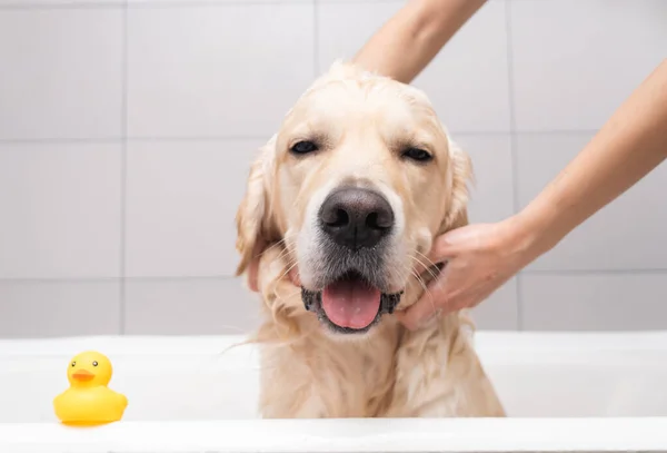 Kızın elleri köpük banyosunda köpeği yıkıyor. Bakımcı Golden Retriever 'ını duşla yıkar.