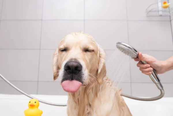 The girl's hands wash the dog in a bubble bath. The groomer washes his golden retriever with a shower