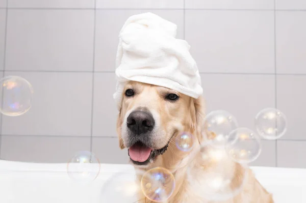 Köpek, sarı bir ördek yavrusu ve sabun köpüğüyle köpük banyosunda oturuyor. Golden Retriever banyo aksesuarlarıyla yıkanır..