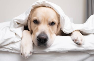 Köpek yorganın altında yatıyor. Golden retriever beyaz bir battaniyenin altında uyur..