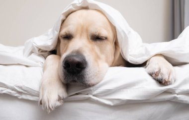 Köpek yorganın altında yatıyor. Golden retriever beyaz bir battaniyenin altında uyur..