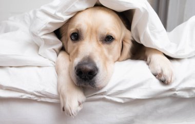 Köpek yorganın altında yatıyor. Golden retriever beyaz bir battaniyenin altında uyur..