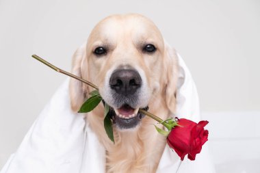 Güzel bir köpek beyaz arka planda ağzında kırmızı bir gül tutuyor. Sevgililer Günü için Golden Retriever. Bir evcil hayvanla tebrik kartı..