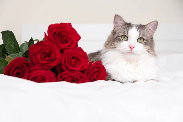 Gato Cinza Senta Lado Buquê Rosas Vermelhas Uma Cama Branca — Fotografia de Stock