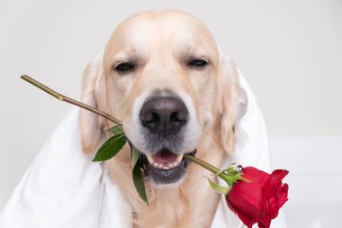 Güzel bir köpek beyaz arka planda ağzında kırmızı bir gül tutuyor. Sevgililer Günü için Golden Retriever. Bir evcil hayvanla tebrik kartı..