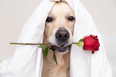 Güzel bir köpek beyaz arka planda ağzında kırmızı bir gül tutuyor. Sevgililer Günü için Golden Retriever. Bir evcil hayvanla tebrik kartı..