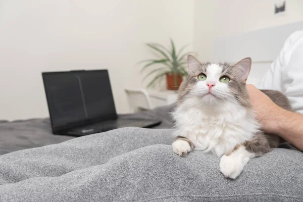 Jovem Acariciando Gato Enquanto Trabalhava Laptop Cama — Fotografia de Stock