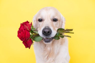 Köpek ağzında bir buket gül tutuyor. Golden Retriever çiçekli sarı bir arka planda oturuyor. Doğum günü, düğün, Sevgililer Günü, 8 Mart..