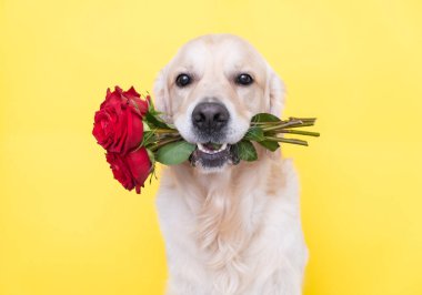 Köpek ağzında bir buket gül tutuyor. Golden Retriever çiçekli sarı bir arka planda oturuyor. Doğum günü, düğün, Sevgililer Günü, 8 Mart..