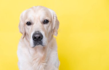 Sarı arka planda mutlu bir köpeğin portresi. Golden Retriever kameraya bakıyor..