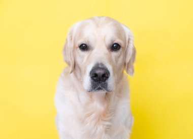 Sarı arka planda mutlu bir köpeğin portresi. Golden Retriever kameraya bakıyor..