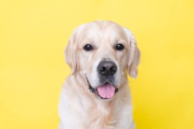 Sarı arka planda mutlu bir köpeğin portresi. Golden Retriever kameraya bakıyor..