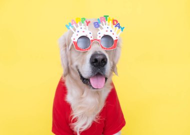 Sevimli bir köpek doğum günü partisinde oturuyor. Sarı arka planda gözlük ve kıyafet takıyor. Evcil hayvanlar için bir tatil. Doğum günü kartı.