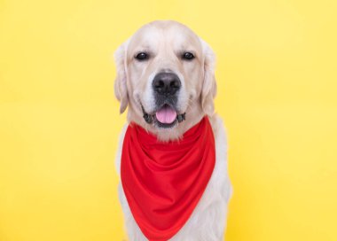 Boynunda kırmızı bir bandana olan sevimli bir köpek sarı arka planda oturuyor. Kovboy gibi giyinmiş bir golden retriever ya da şerif gülümser ve kameraya bakar..
