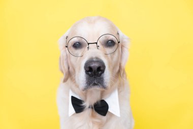Gözlüklü köpek ve papyon sarı arka planda oturur. Öğretmen, öğrenci ya da entelektüel gibi giyinmiş Golden Retriever. Okul konsepti, öğrenme, akıllı hayvanlar..
