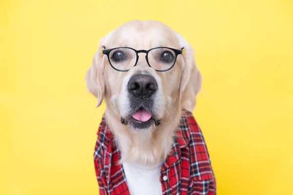 Gözlüklü Kırmızı Gömlekli Köpek Sarı Arka Planda Oturuyor Programcı Öğretmen — Stok fotoğraf