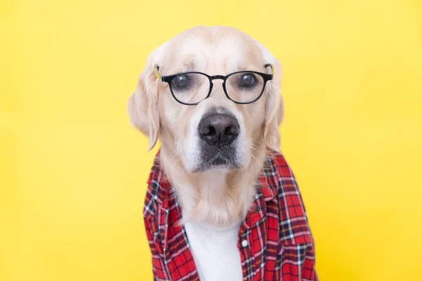 Собака Очках Красная Рубашка Сидит Жёлтом Фоне Golden Retriever Одетый — стоковое фото