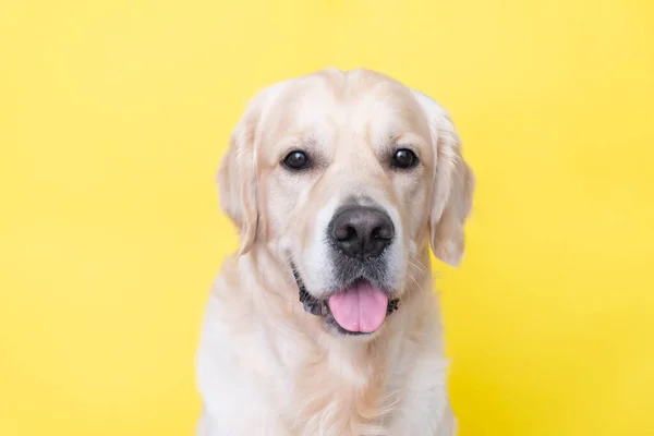 Sarı Arka Planda Mutlu Bir Köpeğin Portresi Golden Retriever Kameraya — Stok fotoğraf