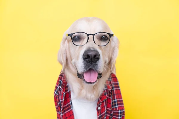 Der Hund Mit Brille Und Rotem Hemd Sitzt Auf Gelbem — Stockfoto