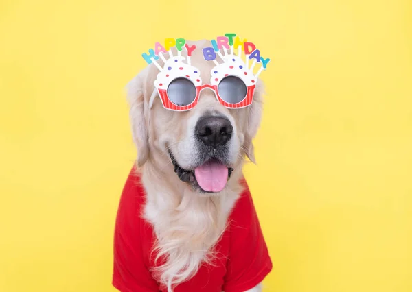 Симпатичный Пес Сидит Своем Дне Рождения Очках Одежде Желтом Фоне — стоковое фото