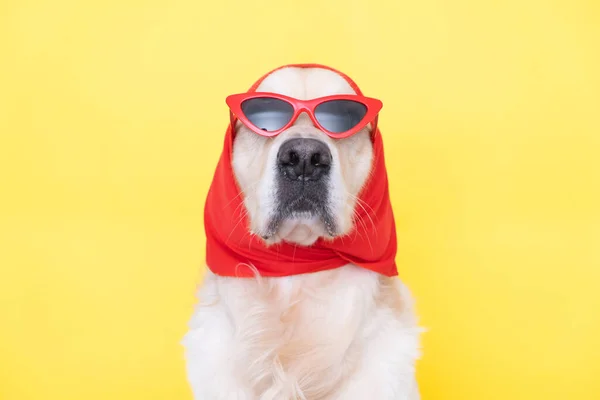 Модная Собака Смешных Очках Шарфе Сидит Желтом Фоне Golden Retriever — стоковое фото