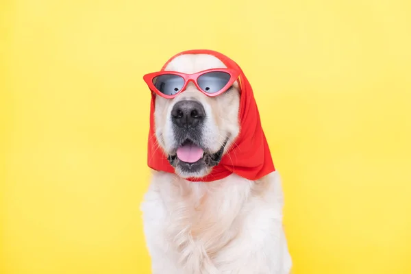 Chien Mode Avec Des Lunettes Drôles Foulard Est Assis Sur — Photo