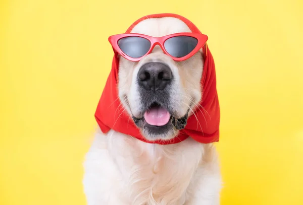 Modny Pies Śmiesznych Okularach Szaliku Siedzi Żółtym Tle Golden Retriever — Zdjęcie stockowe