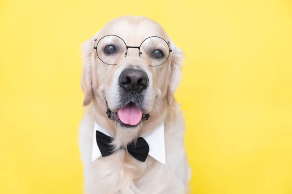 Pies Okularach Muszce Siedzi Żółtym Tle Golden Retriever Przebrany Nauczyciela — Zdjęcie stockowe