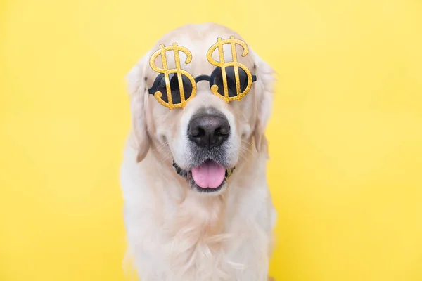 Bir dolar şeklinde güneş gözlüğü takmış şirin bir köpeğin portresi. Golden Retriever sarı arka planda para görüntüsüyle oturuyor..