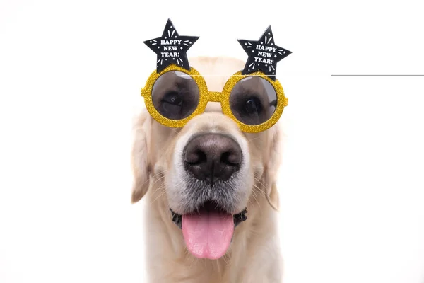 Portrait Cute Dog Wearing Glasses Inscription Happy New Year Golden — Stock Photo, Image
