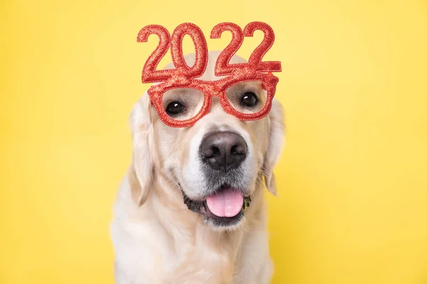 Yeni yıl için 2022 numaralı gözlük takan köpek. Noel için Golden Retriever kırmızı gözlüklü sarı bir arka planda duruyor. Yeni yıl için evcil bir hayvanla mesajlaşmak için yeri olan bir kartpostal.