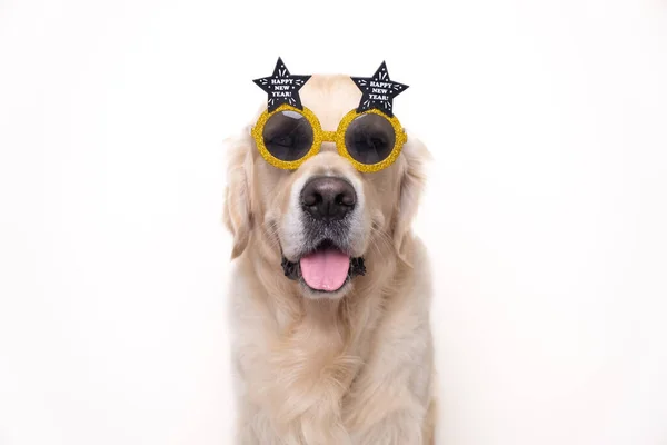 Портрет Милой Собаки Очках Надписью Новым Годом Золотая Ретривер Поздравляет — стоковое фото
