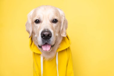 Kapüşonlu sarı ceketli bir köpek. Altın av köpeği sarı arka planda oturuyor..
