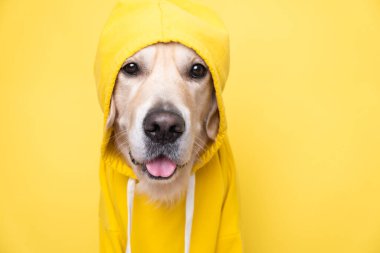 Kapüşonlu sarı ceketli bir köpek. Altın av köpeği sarı arka planda oturuyor..