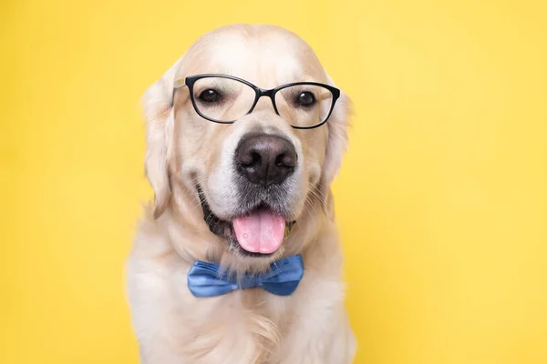 Słodki Pies Muszce Okularach Siedzi Żółtym Tle Inteligentny Golden Retriever — Zdjęcie stockowe