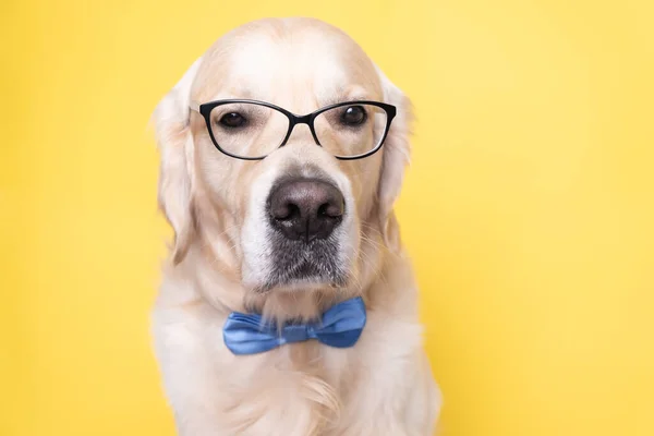 Ein Süßer Hund Mit Fliege Und Brille Sitzt Auf Gelbem — Stockfoto