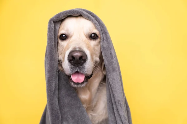 Gri bir battaniyenin altında sarı arka planda oturan mutlu golden retriever köpeği. Soğuk kış havasında, evcil hayvan bir battaniyenin altında sıcak tutar. Evcil hayvan dostu ve tımar konsepti.