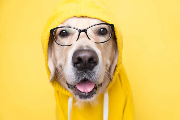 Sarı Kapüşonlu Gözlüklü Bir Köpek Sarı Arka Planda Oturur Programcı — Stok fotoğraf