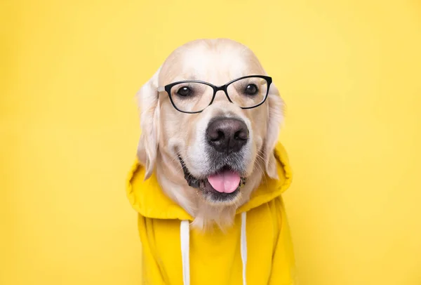 Sarı Kapüşonlu Gözlüklü Bir Köpek Sarı Arka Planda Oturur Programcı — Stok fotoğraf