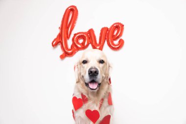 Beyaz arka planda kırmızı bir aşk balonu ve kalpleri olan bir köpeğin portresi. Sevgililer günü, düğün ve doğum günü için Golden Retriever. Evcil bir hayvanın olduğu kartpostal.