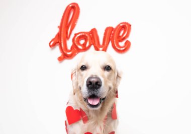 Beyaz arka planda kırmızı bir aşk balonu ve kalpleri olan bir köpeğin portresi. Sevgililer günü, düğün ve doğum günü için Golden Retriever. Evcil bir hayvanın olduğu kartpostal.