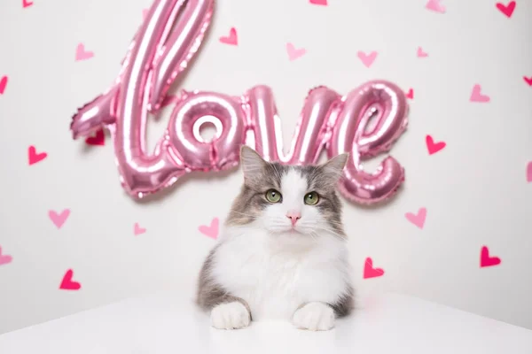 Retrato Gato Cinza Fundo Branco Com Balão Amor Rosa Corações — Fotografia de Stock