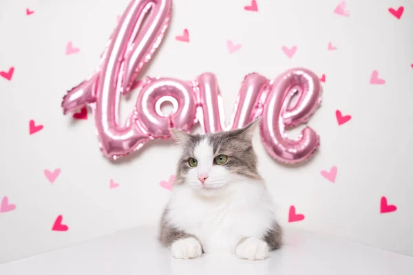 Retrato Gato Cinza Fundo Branco Com Balão Amor Rosa Corações — Fotografia de Stock